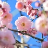 ⛩湯島天神 2月9日🌸