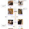 愛猫たちの関係性は？ニャン’S相関図を作ってみました☆