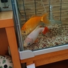 ドクターフィッシュのような金魚