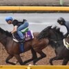 セントライト記念（GII) ディーマジェスティ気持ちに余裕 「競馬レース結果ハイライト」2016年≪競馬場の達人,競馬予想≫