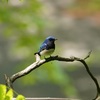 #028  【オオルリ】青い鳥が運ぶ幸せとは