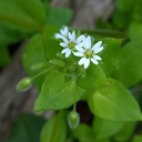 日本の野草図鑑～懐かしい草花～