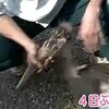 千葉市動物公園から逃げ出した「アフリカハゲコウ」、4日ぶりに無事捕獲される