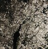 『スーツと夜桜』