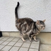 猫、知らない人が近づいても逃げなくなる