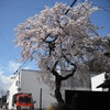 満開の、しだれ桜