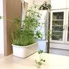 豆苗が観葉植物のようになっています