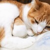 どなたか○○を見かけませんでしたか？（T-T）