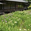 遊行寺の花菖蒲＆今日の独り言