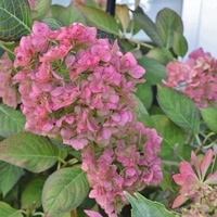 庭も秋色に染まる！・・・秋色紫陽花　シュウメイギク　秋バラ