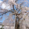 龍厳院の枝垂れ桜