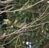 公園の野鳥、柿の木