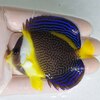 【現物17】スクリブルドエンゼルB品 8cm±! 海水魚 ヤッコ 15時までのご注文で当日発送【ヤッコ】