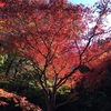 日本の紅葉は素晴らしい