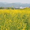 嵐山への道に咲く菜の花 - 松尾橋からの風景