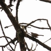 キバラサボテンミソサザイ Band-backed Wren