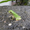 雨蛙アマリンの受難