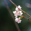 十月桜は、少し早かった