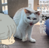 猫と行うただいまの儀式　その１