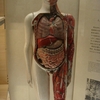 人体模型の怨。島津記念館で思い出した話