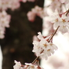 手始めに、桜の画像を1枚。