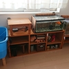 室内で半冬眠モードに入った金魚