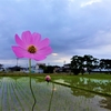 浜ちゃんの散歩道(４８７)　　夕暮れは浜松基地の夜間飛行訓練が行われた。夕日の沈むころの風景は素晴らしくじっくりと眺めた。