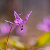 カタクリが花盛り