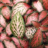 観葉植物2