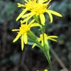 登山道わきにアキノキリンソウ咲き始めました ・・・