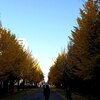 札幌市　中島公園　銀杏並木　20181110　/　間にあった