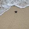 【ハワイ】ベローズビーチで産まれたウミガメが海へ