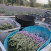 オーストラリアWWOOF　探し方について