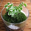 相性がよい山苔とプミラの苔鉢-166