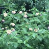 Lantana