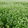 ◆「蕎麦の花」は見頃、秋桜は・・・・・
