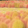 色づくコキア：砺波チューリップ公園