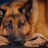 ハドソン＆レックス〜セントジョンズ警察シェパード犬刑事〜Hudson&Rex☆S4-4