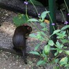 ウサギアグーチ(Red-rumped Agouti)など