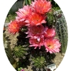 サボテン花壇のロビビオプシス・オーロラ