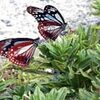 姫島で今年もふわり　”渡りチョウ”アサギマダラ