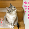 猫の視力はどの程度？