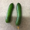 初めてのキュウリの収穫！