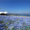 「～空・海・花の三重奏～ ネモフィラ祭り 2020」が、大阪まいしまシーサイドパークで開催！