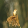 Clamorous Reed-Warbler チュウヨシキリ（ジャワの鳥その27）