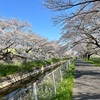 見沼代用水東西をめぐる桜パトロール30km走
