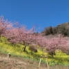 【犬連れ日帰りドライブ】河津桜【あぐりパ－ク嵯峨山苑】【まつだ桜まつり】他 神奈川県 松田町