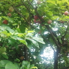 今日も一日雨模様