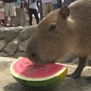 おかかとマイルとお金