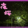 夜の桜もご覧あれ～♪